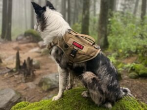 Los-mejores-juguetes-para-perros-ansiosos